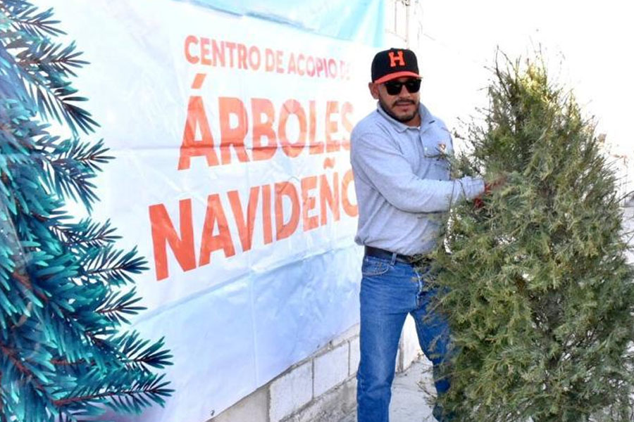 Continúa Gobierno Municipal de Hermosillo acopio de arbolitos navideños 